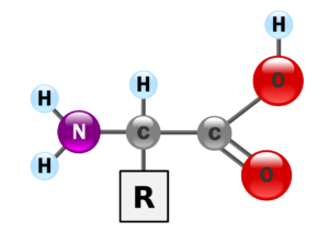 1200px-AminoAcidball_svg