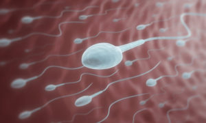 SPERM-587022