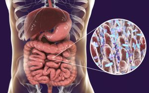 Intestinal microbiome, anatomy of human digestive system and close-up view of intestinal villi with enteric bacteria, 3D illustration