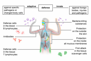 immunity-immune-system-1